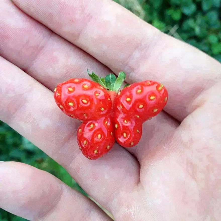 strawberry meme