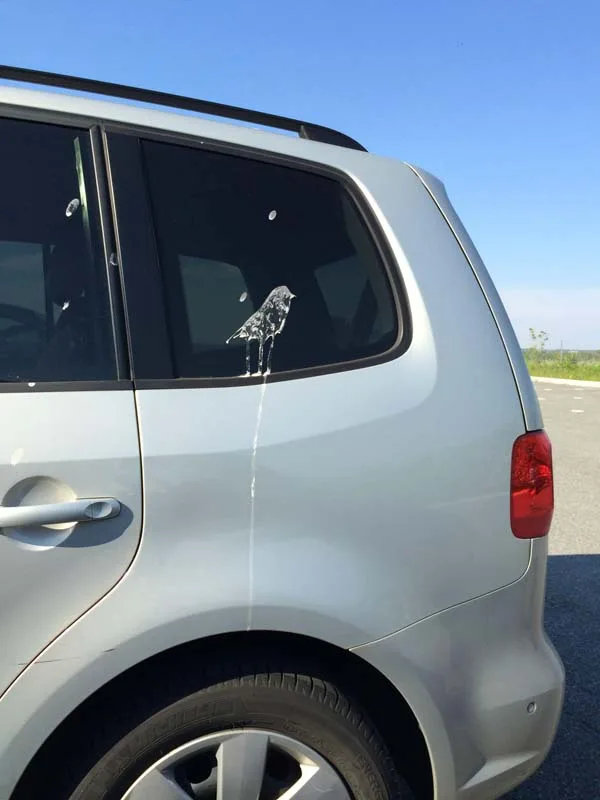 bird poop meme