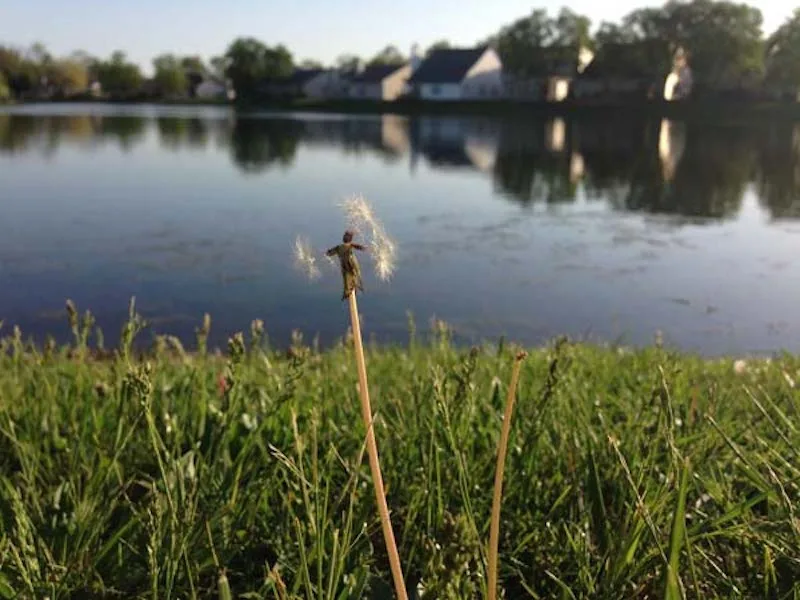 dandelion meme