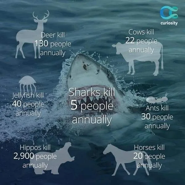 shark attack meme