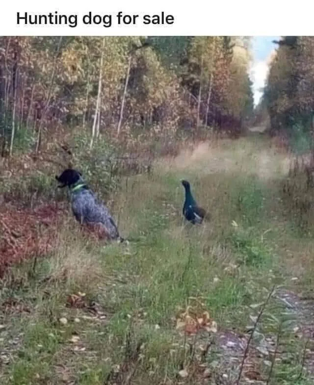 pheasant meme