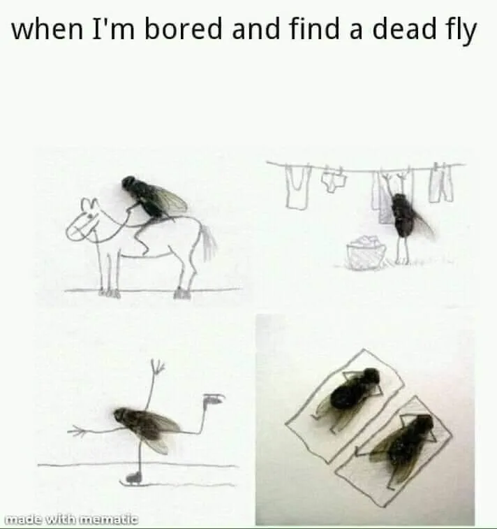 fly meme