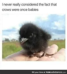 crow meme
