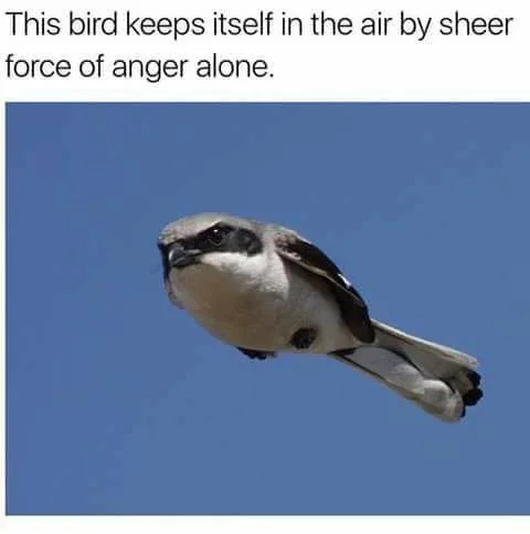 floating meme