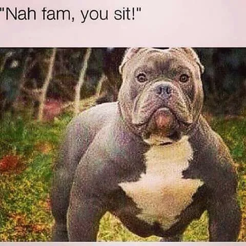 pit bull meme