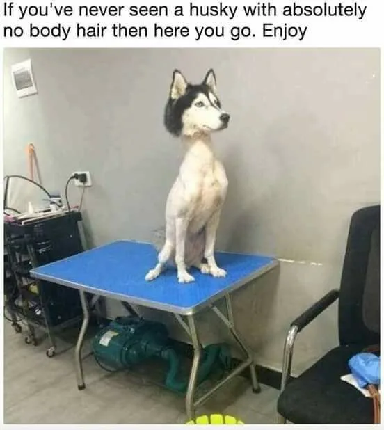 husky meme