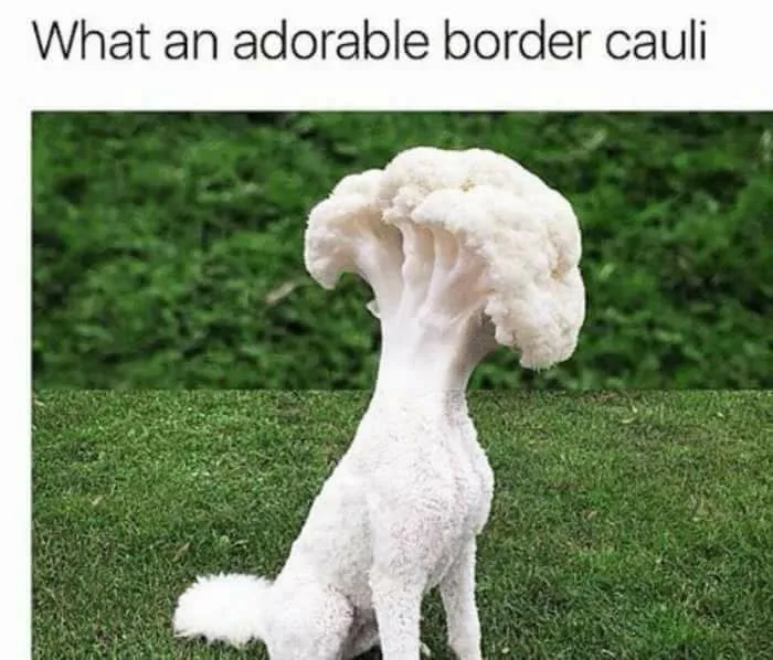 cauliflower meme