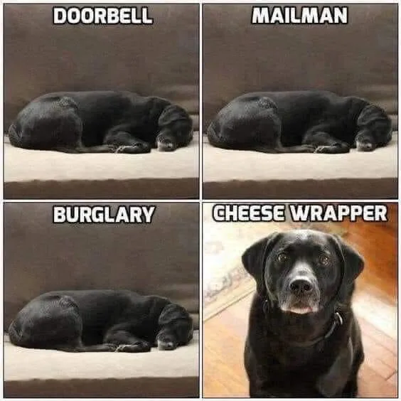 guard dog meme