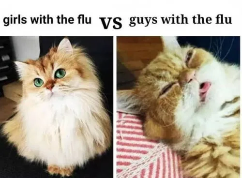flu meme
