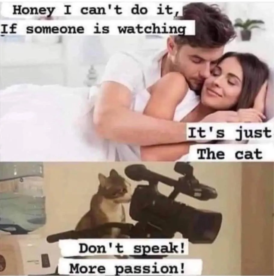pet owner meme
