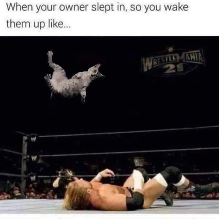 sleeping in meme