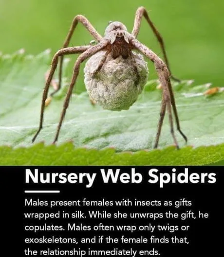 spider meme