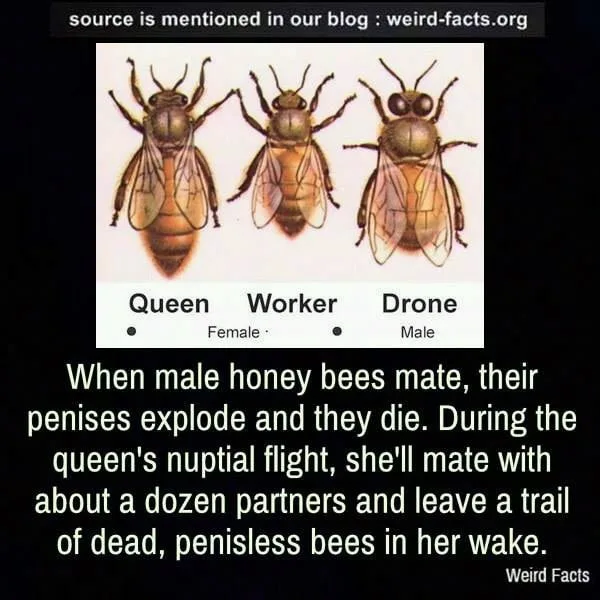 bee meme