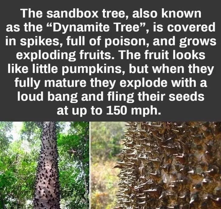 tree meme