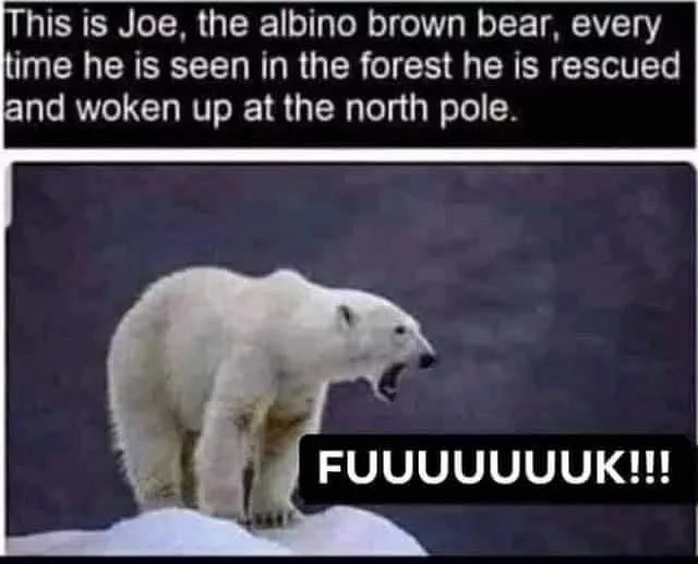 bear meme