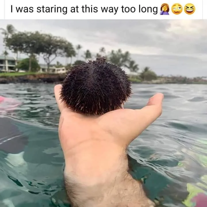 sea urchin meme