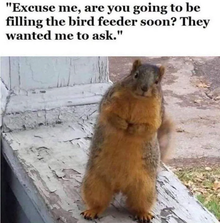 squirrel meme