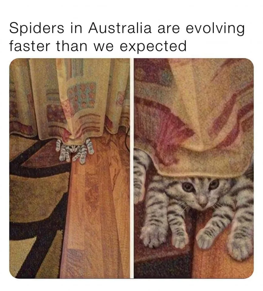 spider meme