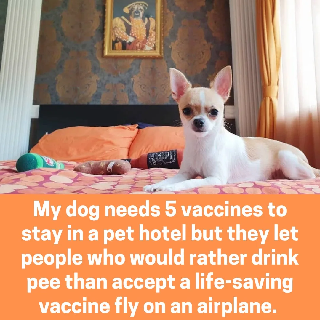 pet meme