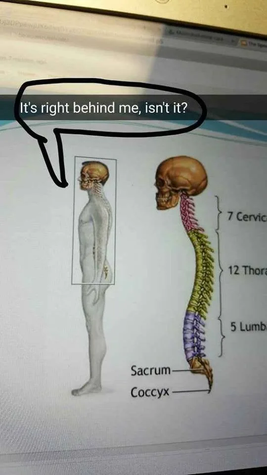 skeleton meme
