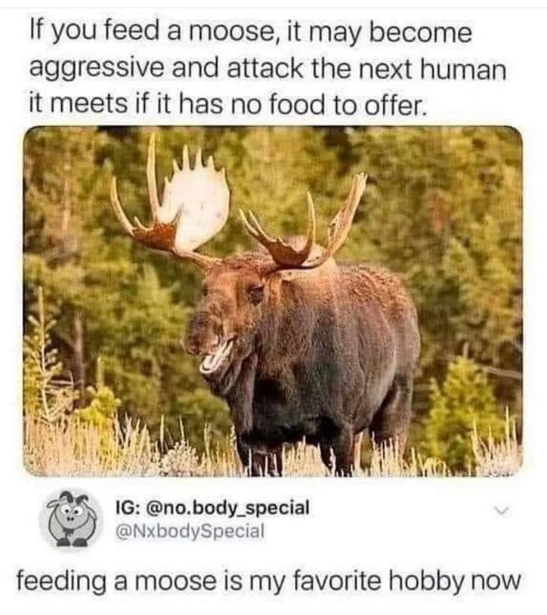 moose meme