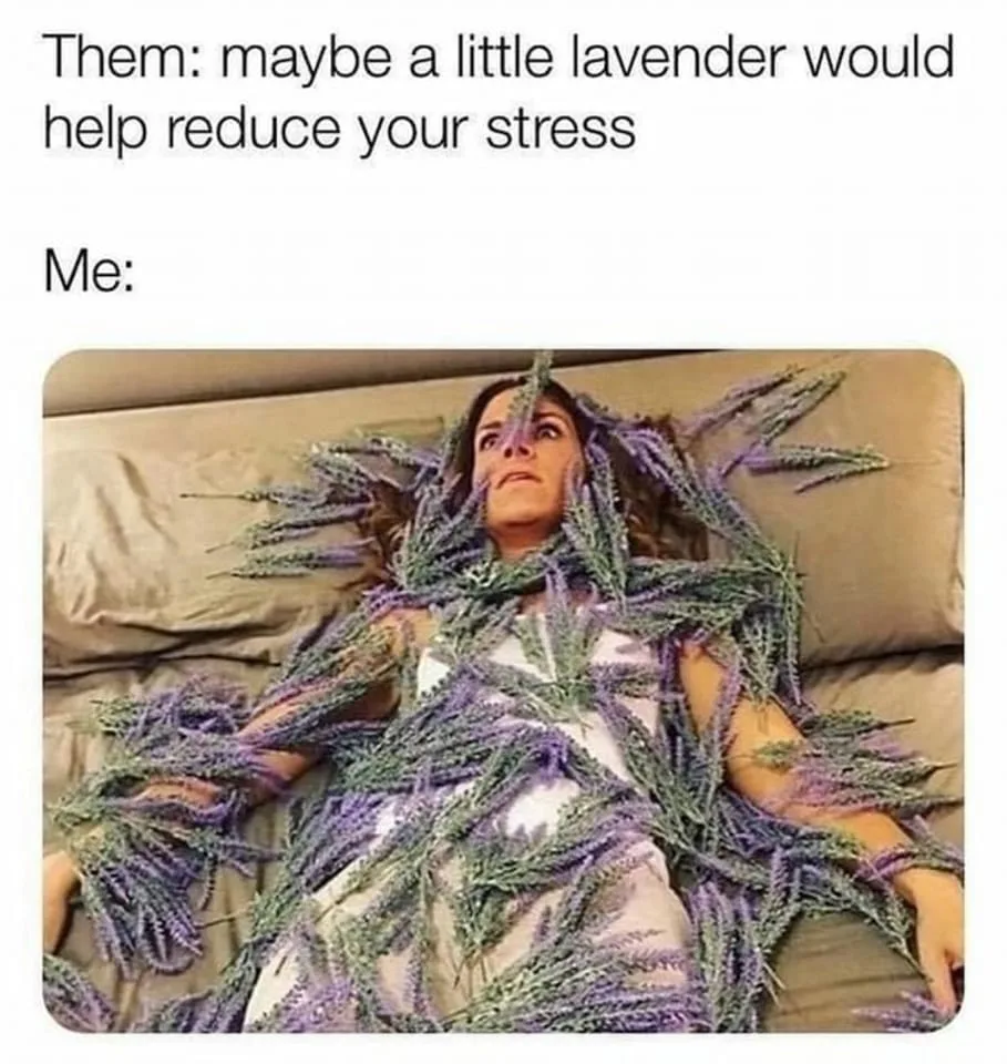 lavender (flower) meme