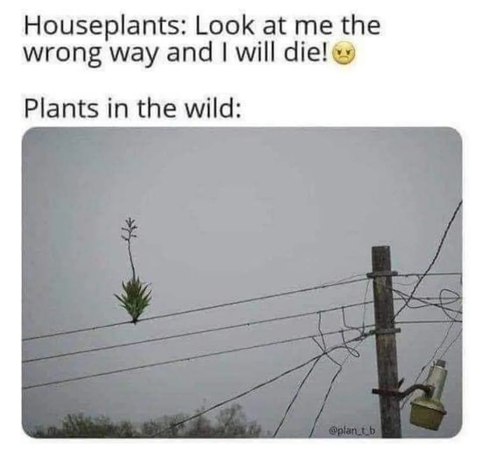 houseplant meme