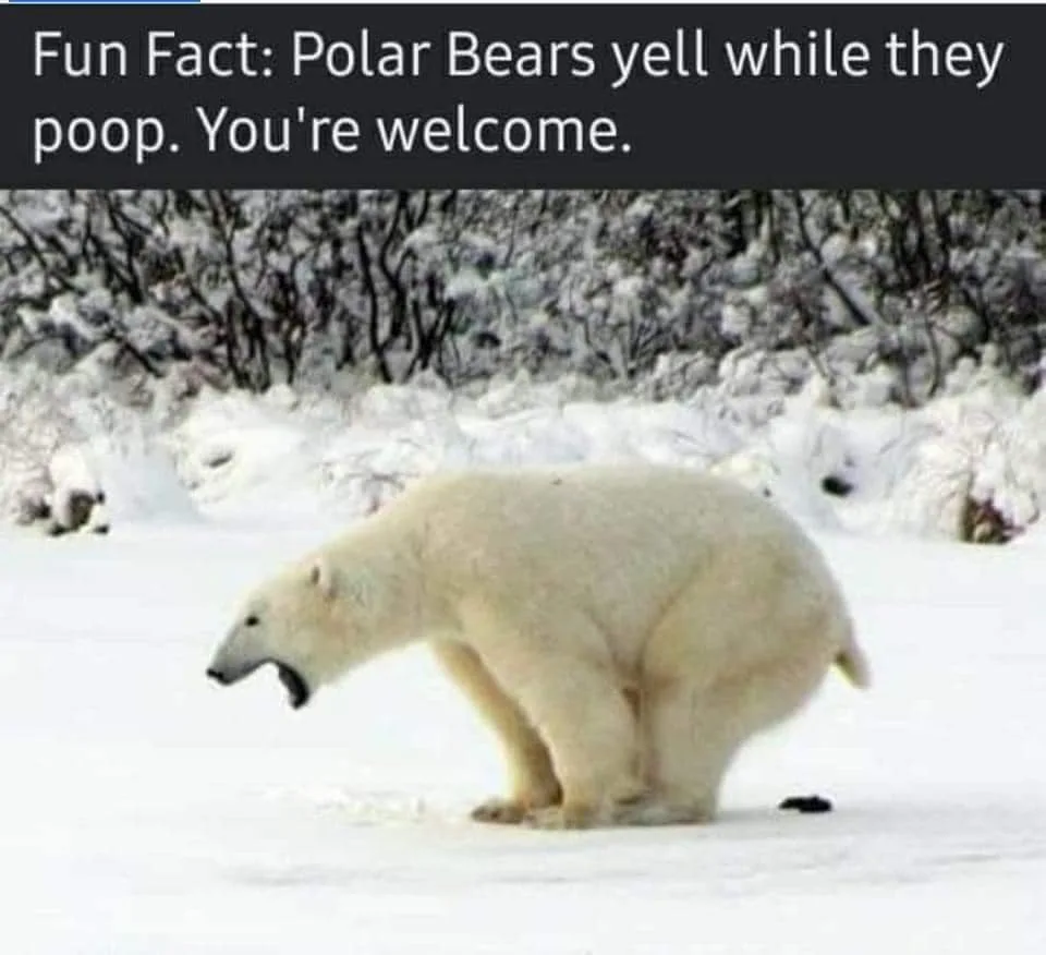 polar bear meme