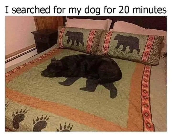 bear meme