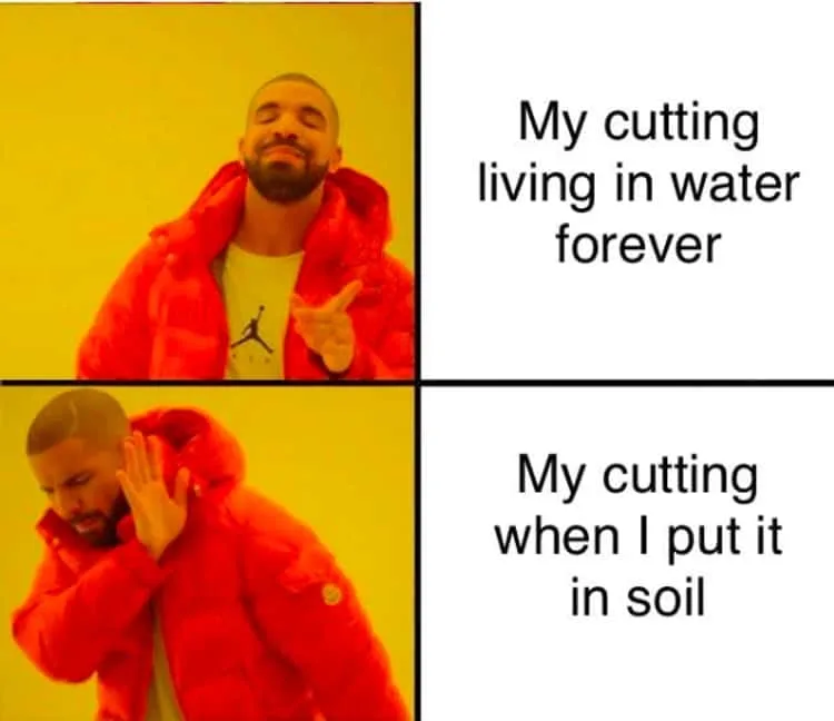 houseplant meme
