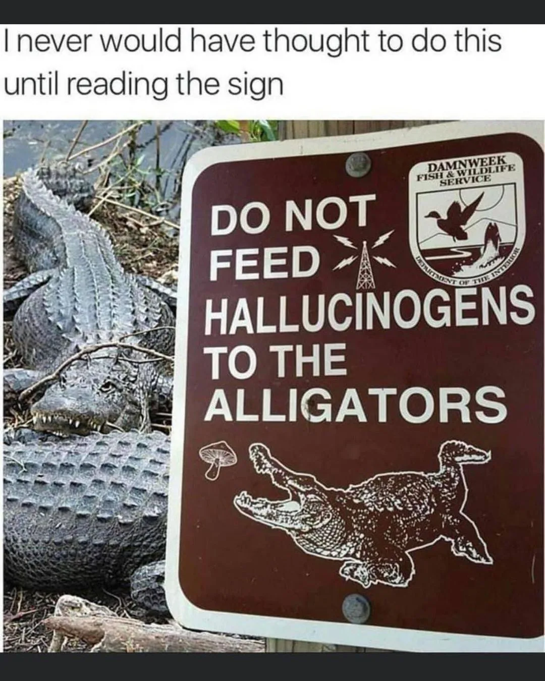 alligator meme