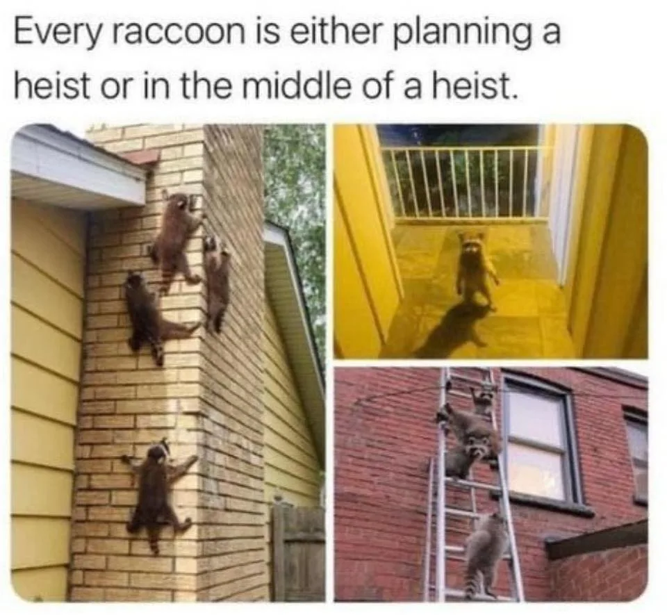 raccoon meme