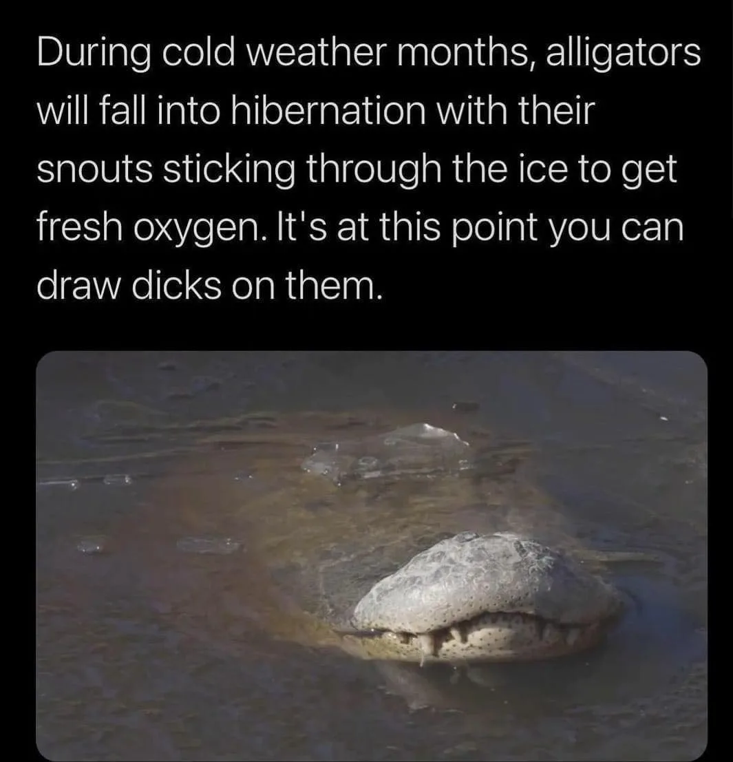 alligator meme