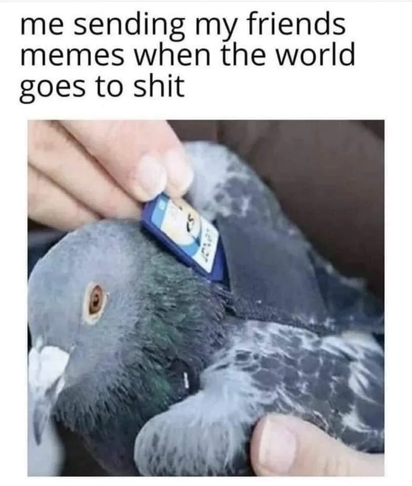 carrier pigeon meme
