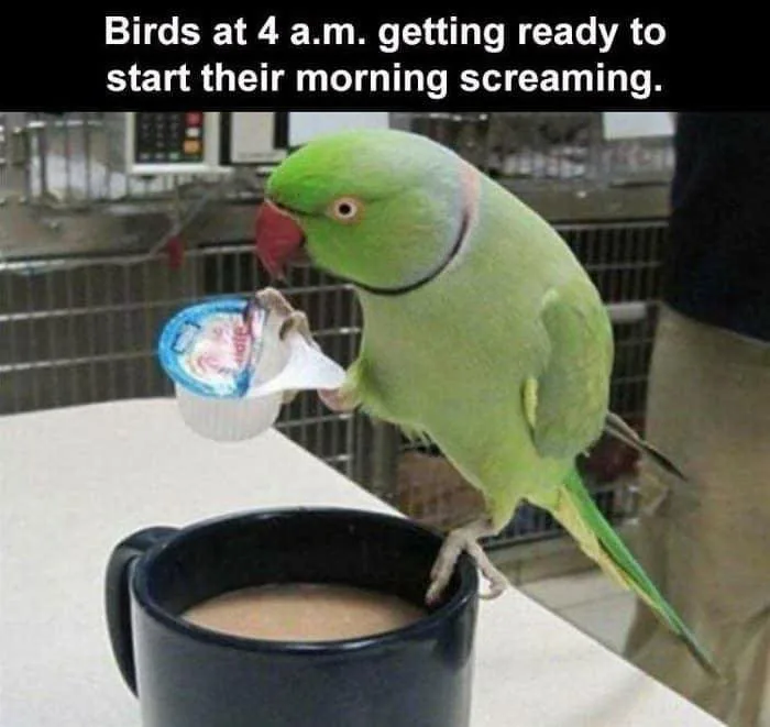 parrot meme