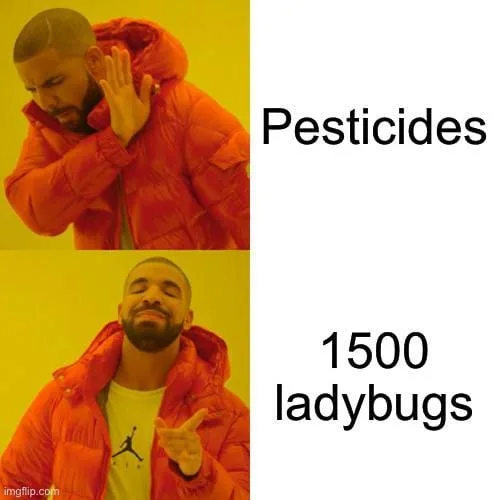 ladybug meme