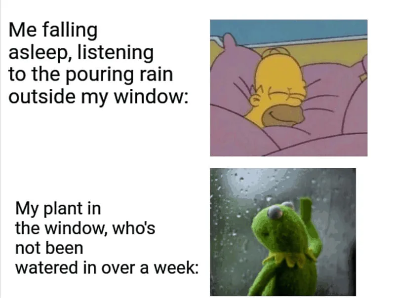 houseplant meme