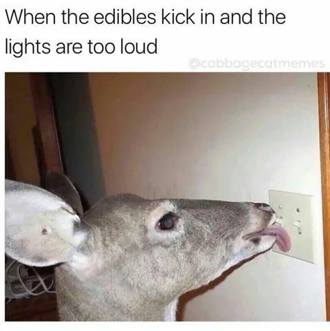 light meme