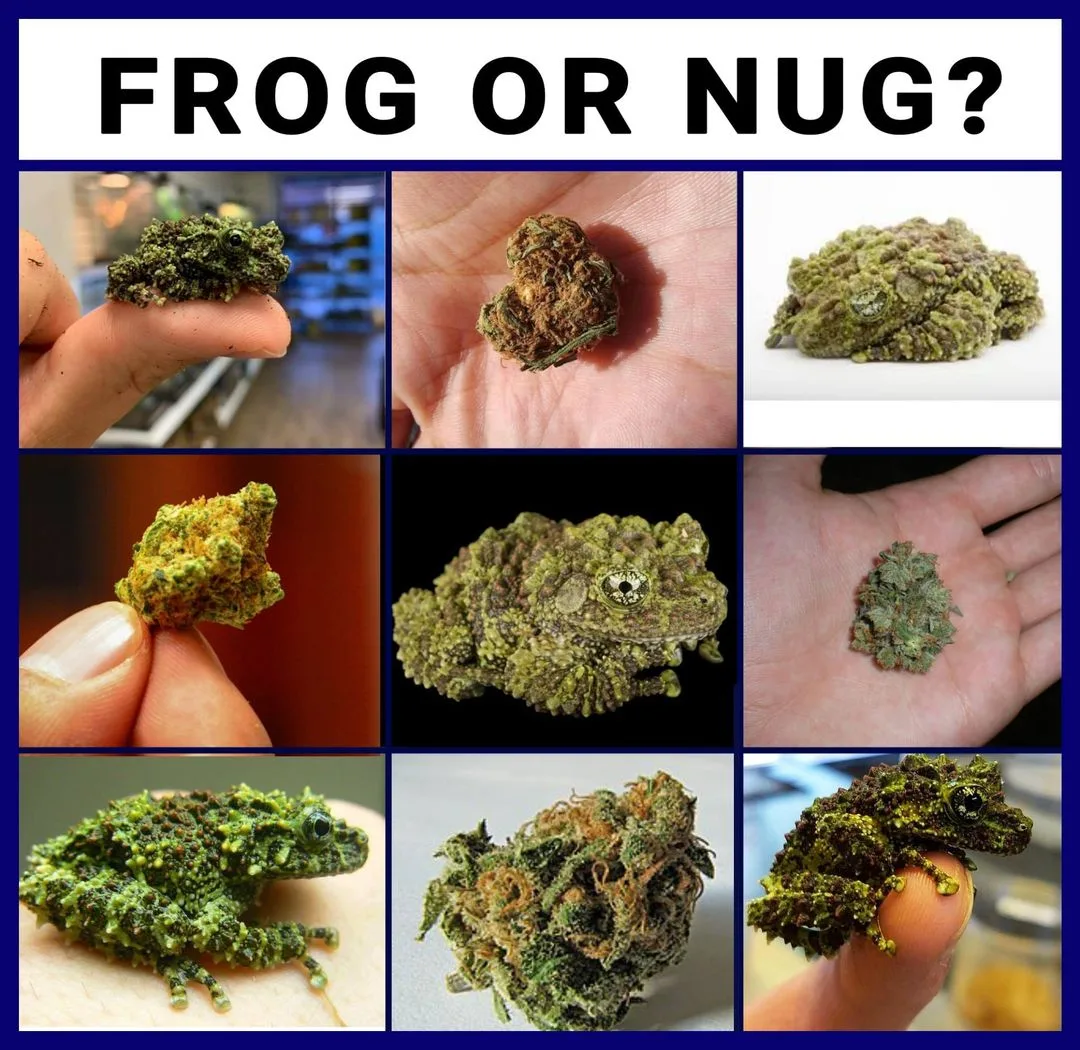 frog meme