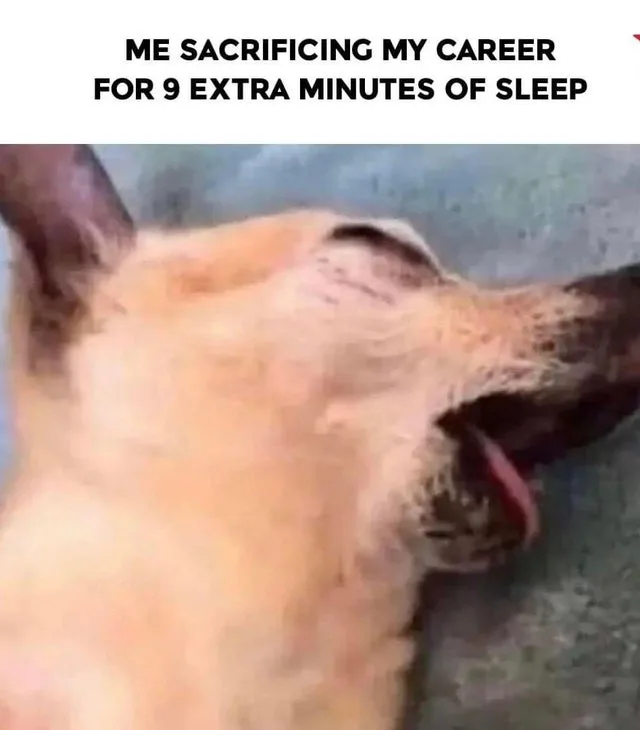 career meme