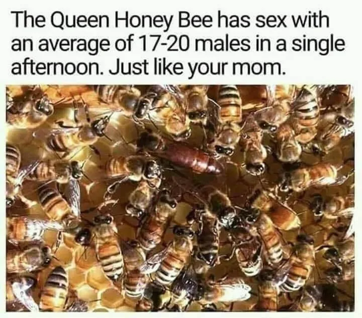 bee meme