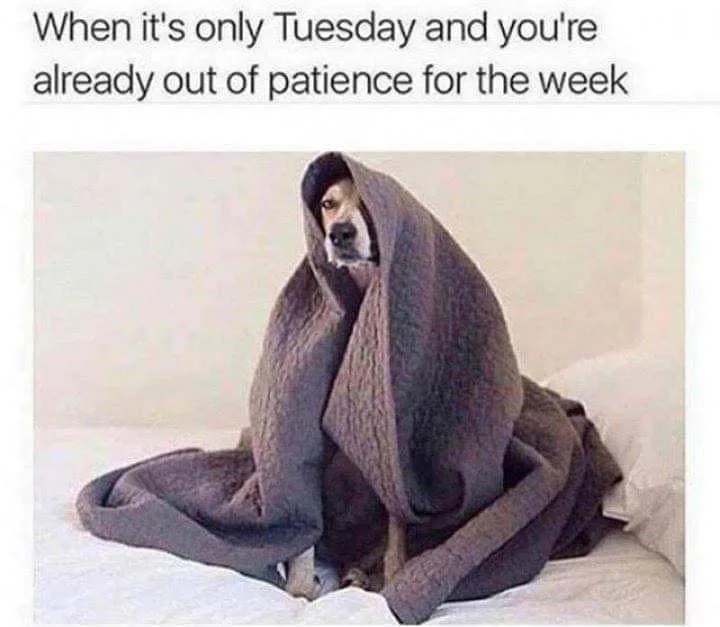 Tuesday meme