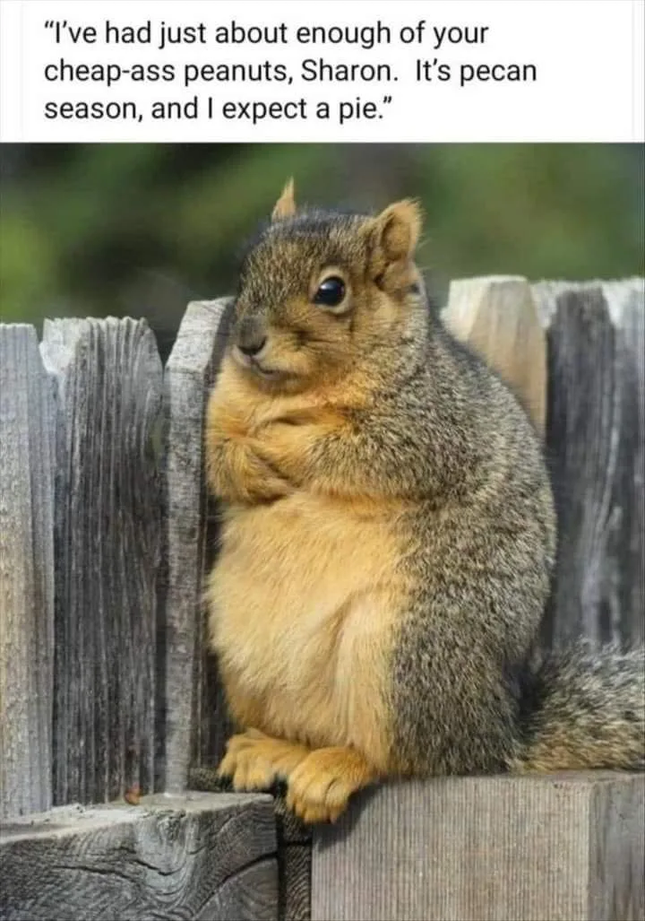 squirrel meme