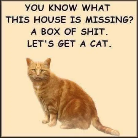 litter box meme
