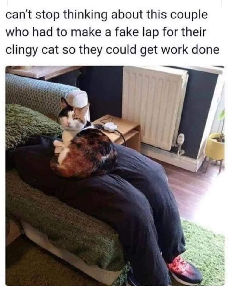cat owner meme