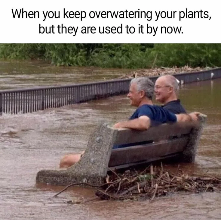 houseplant meme