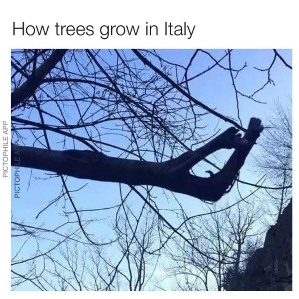 tree meme