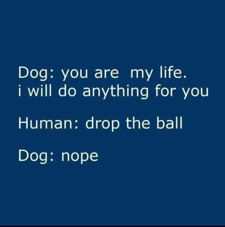 fetch meme