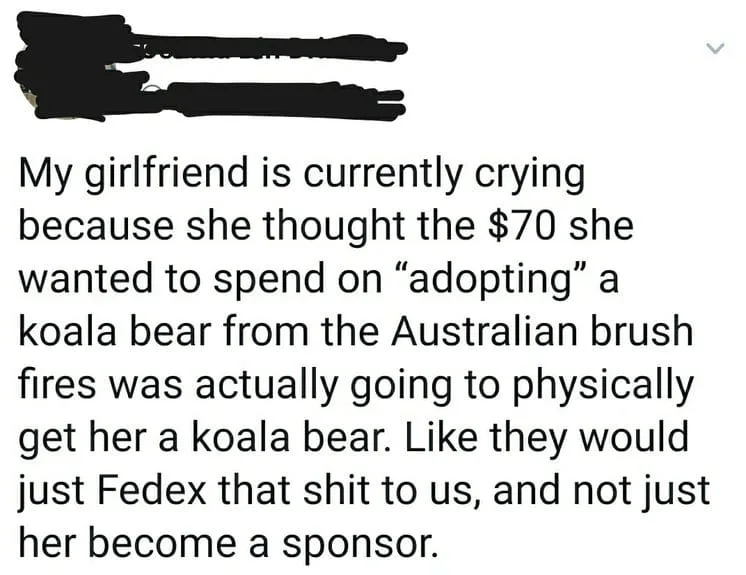 koala meme