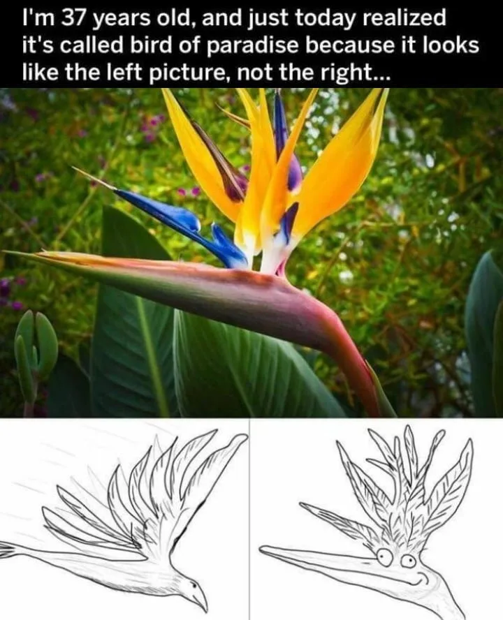 flower meme